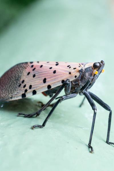 Pest Prevention-Spotted Lanternfly close up-Charlotte NC-Croach Pest Control-600x400
