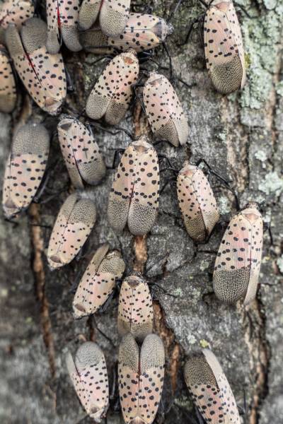 Pest Prevention-Spotted Lanternfly colony-Charlotte NC-Croach Pest Control-600x400