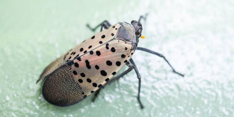 Pest Prevention-Spotted Lanternfly zoom-Charlotte NC-Croach Pest Control-800x400