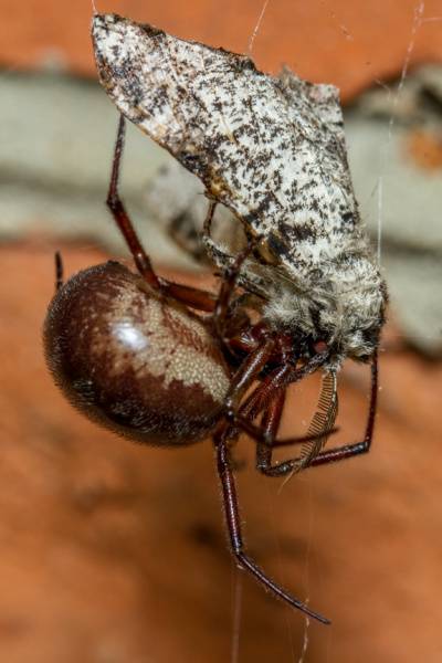 Black Widow FAQ-Black Widow Spider eating prey in web - Croach Pest Control-400x600