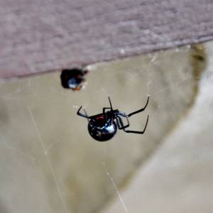 Two Northern Black Widow spiders found in Brown County