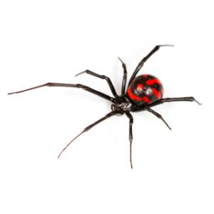Black Widow FAQ-Southern Black Widow Spider - Croach Pest Control-300x300