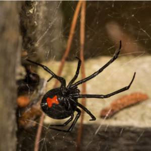 Black Widow Spider-Greenville SC-Croach Pest Control-300x300