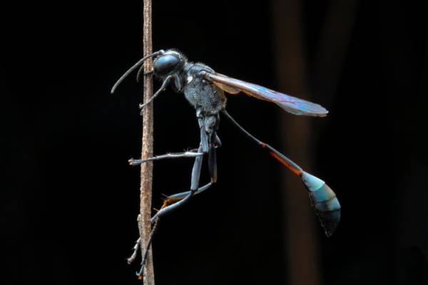 mud dauber wasp