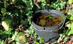 IPM-Cultural Control-Bucket of water-Croach Pest Control-250x150