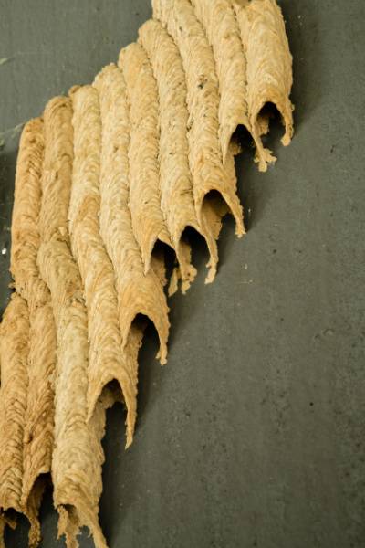 Blue Mud Dauber Wasps Building Nests