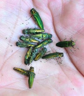 Emerald Ash Borer-Handful of Beetles-Beaverton OR-Croach Pest Control-800x400