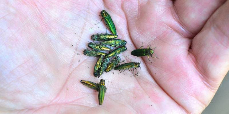 Emerald Ash Borer-Handful of Beetles-Beaverton OR-Croach Pest Control-800x400