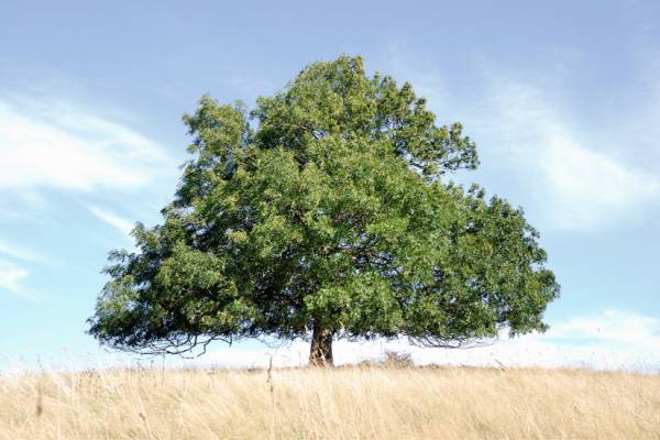 Emerald Ash Borer-Healthy Ash tree-Portland OR-Croach Pest Control-600x400