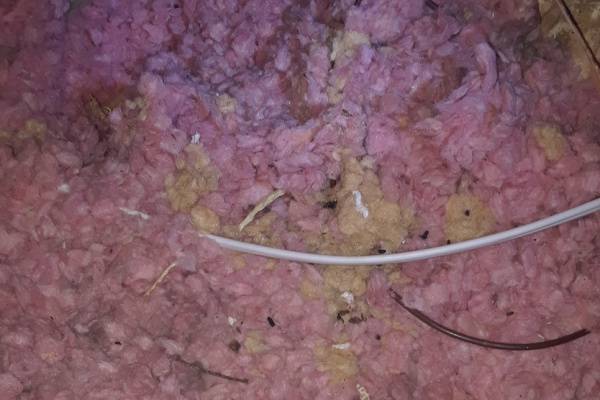 Attic-Cleaning-Seattle-Rodent-Feces-and-Damage-in-Attic-Insulation