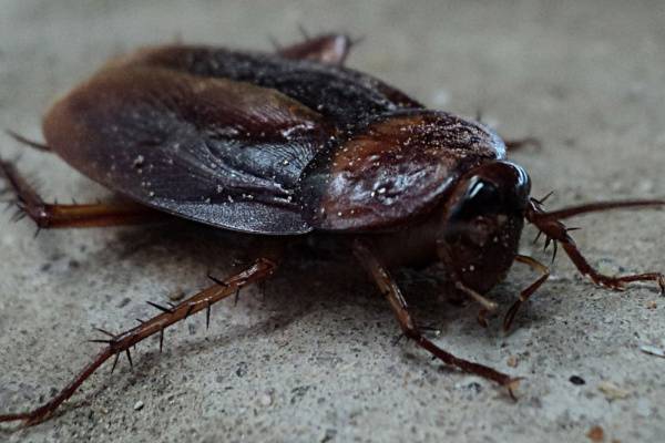 Cockroaches in Lake Stevens-Close up of roach-Croach Pest Control-600x400