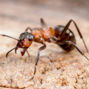 Get Rid of Ants in Nampa IDd-Carpenter Ant-Croach Pest Control-300x300