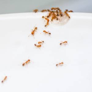 Get Rid of Ants in Columbia SC-Sugar Ants-Croach Pest Control-300x300
