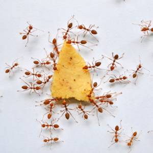 Get Rid of Ants in Salt Lake City UT-Thief Ants-Croach Pest Control-300x300