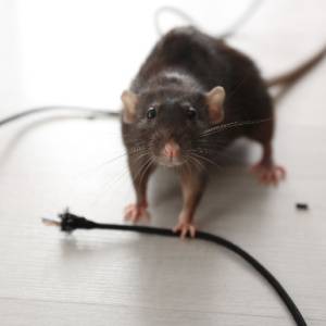 Mouse Control near Boise ID-Mouse chewing electrical wires-Croach Pest Control-300x300