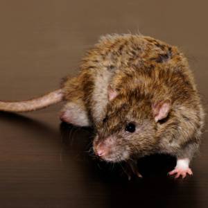 Rats in Columbia SC-Big brown rat-Croach Pest Control-300x300