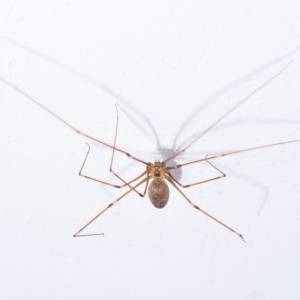 Spiders in Columbia SC-Cellar Spider-Croach Pest Control-300x300