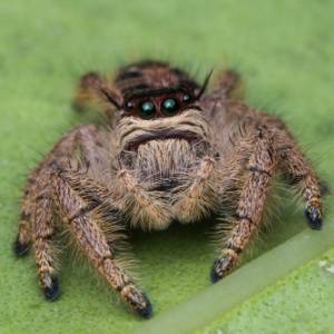 Spiders in Charlotte, NC-Jumping Spider-Croach Pest Control-300x300
