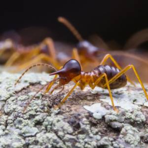Termites in Columbia SC-Close up of Termite-Croach Pest Control-300x300
