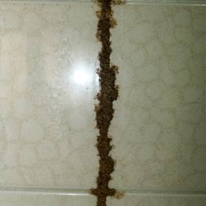 Termites in Columbia SC-Termite Tubes-Croach Pest Control-300x300