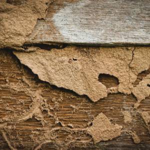 Termites in Columbia SC-Termite Wood Damage-Croach Pest Control-300x300