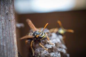 Wasps in Columbia SC-Close Up of Wasp-Croach Pest Control-600x400