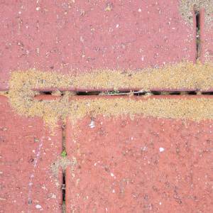 Ants-Pavement Ants-Charlotte NC-Croach Pest Control-300x300