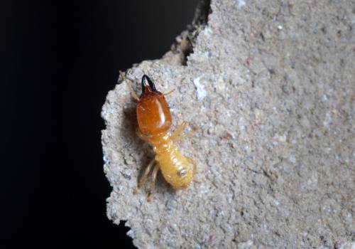Carpenter-Ant-Swarms-Termite-Croach-Pest-Control-500x350