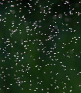 Carpenter Ant Swarms-a swarm-Croach Pest Control-800x400