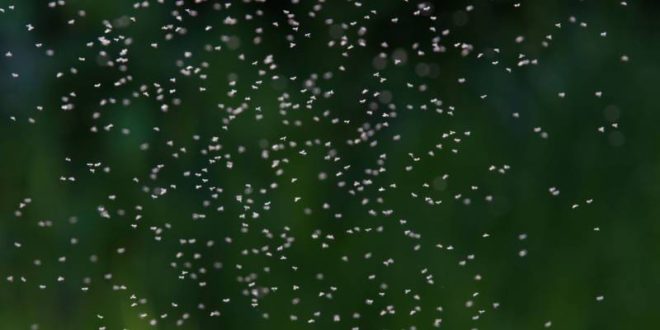 Carpenter Ant Swarms-a swarm-Croach Pest Control-800x400