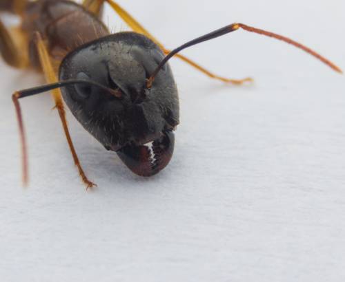 Carpenter Ant Swarms-close up of ant head-Croach Pest Control-500x410