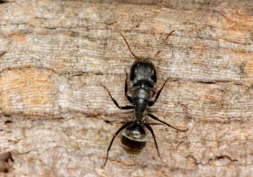 Carpenter Ant Swarms-full body view of carpenter ant-Croach Pest Control-500x350
