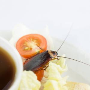 Charlotte Cockroach Control-Roach on Food-Spokane Post Falls Pest Control-300x300