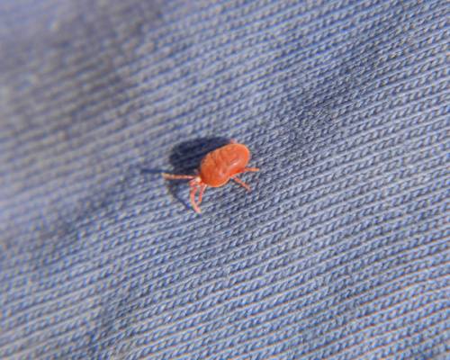 What Are These Tiny Red Bugs In My Bed - Infoupdate.org