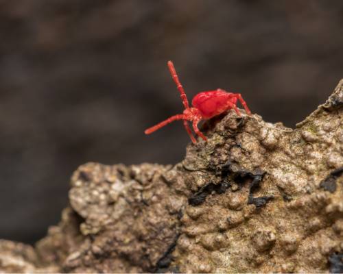 Clover Mites-Up close and personal-Croach Pest Control-500x400