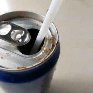 Get Rid of Ants in Charlotte NC-Ants on Soda Can-Croach Pest Control-300x300
