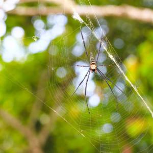 Spider Control-Garden Spider in Web-Charlotte NC-Croach Pest Control-300x300