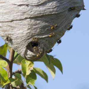 Wasp Removal-Paper Wasp Nest-Lakewood-Croach Pest Control 300x300