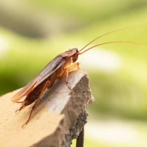 Cockroach Exterminator-American Cockroach outdoors-Greenville SC-Croach Pest Control-300x300