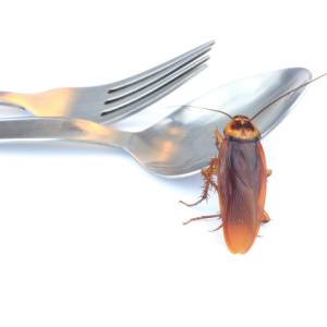 Cockroach Exterminator-German Cockroach on Fork-Middleton ID-Croach Pest Control-300x300