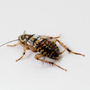 Cockroach Control in Greenville - Oriental Cockroach