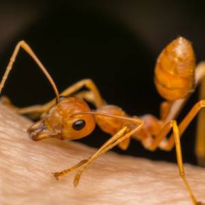 Get Rid of Ants-Fire ant biting-Greenville SC-Croach Pest Control-300x300