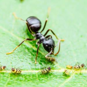 Get Rid of Ants-Odorous House Ant with Aphids-Greenville SC-Croach Pest Control-300x300