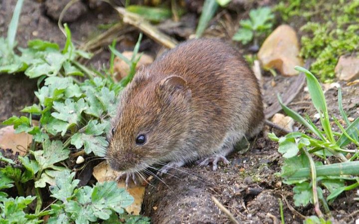 All About Voles FAQs | Croach Pest Control