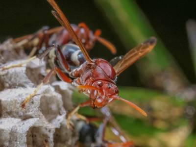 Red Paper Wasp on Nest-Scary close up-Greenville SC-Croach Pest Control-400x300