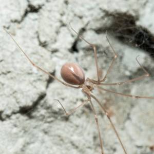 Spiders in Nampa, ID-Croach Pest Control