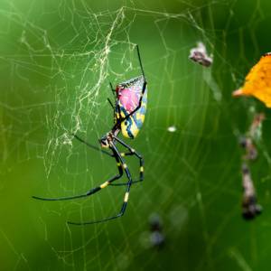 Spiders in Greenville SC-Joro Spider-Croach Pest Control-300x300