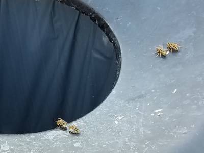 Wasps are attracted to trash-Croach Pest Control-Greenville SC-400x300