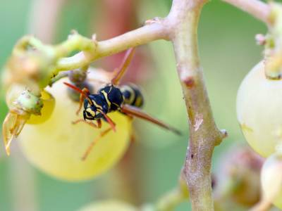 Wasps attracted to fruit-Croach Pest Control-Middleton ID-400x300