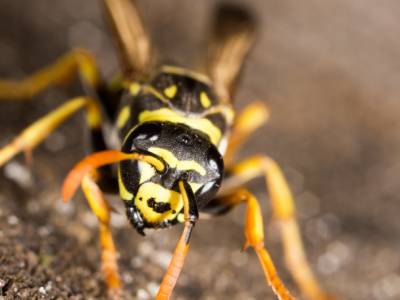 Yellow Jacket Wasp on Nest Scary Close Up